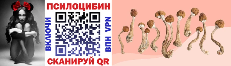купить наркоту  Абаза  Галлюциногенные грибы Psilocybine cubensis 